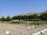 آماده سازی زمین و کشت گیاهان دارویی در محوطه آموزشکده کشاورزی سمنگان به همت اساتید و دانشجویان مرکز 8