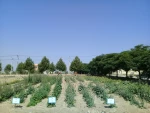 آماده سازی زمین و کشت گیاهان دارویی در محوطه آموزشکده کشاورزی سمنگان به همت اساتید و دانشجویان مرکز 10