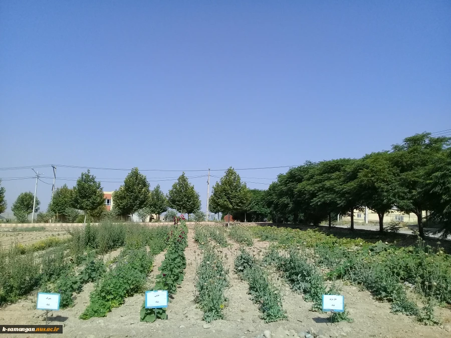 آماده سازی زمین و کشت گیاهان دارویی در محوطه آموزشکده کشاورزی سمنگان به همت اساتید و دانشجویان مرکز 10