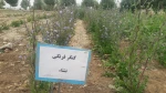 آماده سازی زمین و کشت گیاهان دارویی در محوطه آموزشکده کشاورزی سمنگان به همت اساتید و دانشجویان مرکز 12