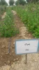 آماده سازی زمین و کشت گیاهان دارویی در محوطه آموزشکده کشاورزی سمنگان به همت اساتید و دانشجویان مرکز 11