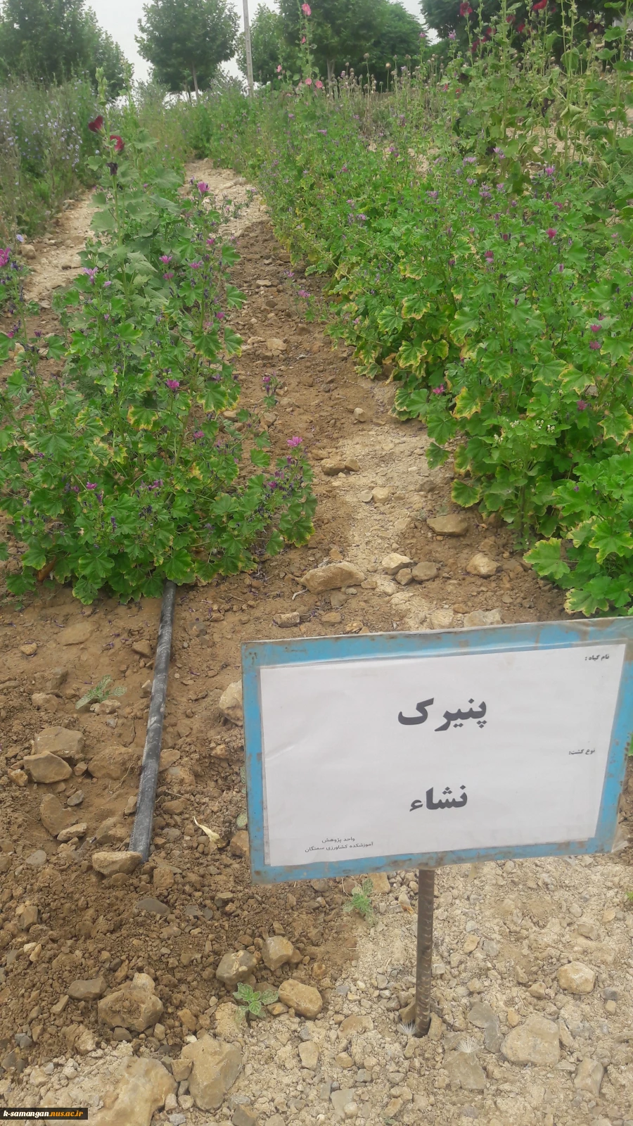 آماده سازی زمین و کشت گیاهان دارویی در محوطه آموزشکده کشاورزی سمنگان به همت اساتید و دانشجویان مرکز 11